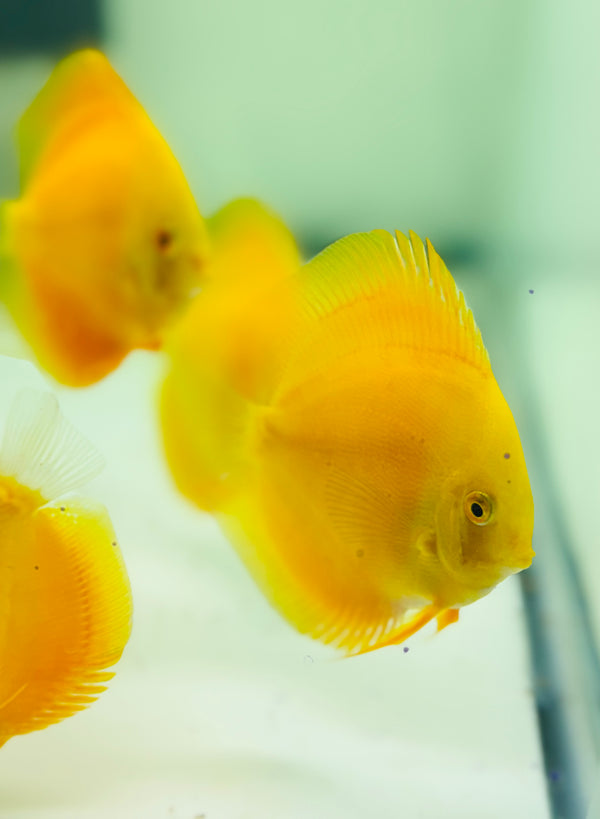 Golden Lollipop Discus