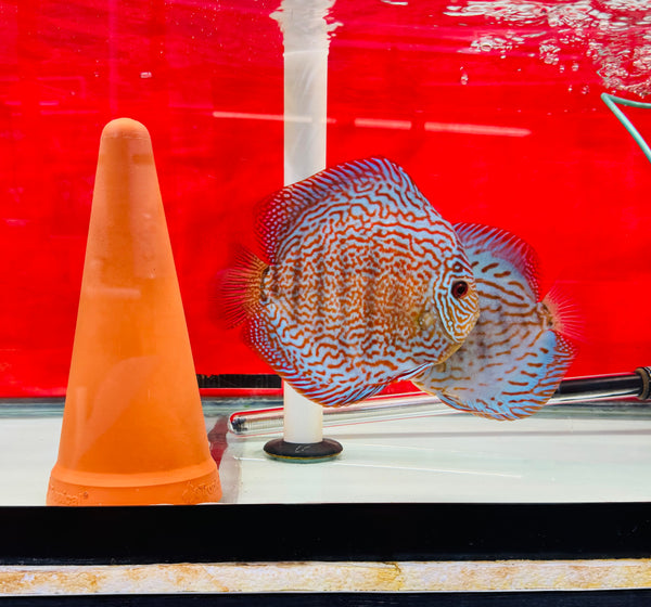 Majestic Red Star X Royal Blue Discus Potential Pair
