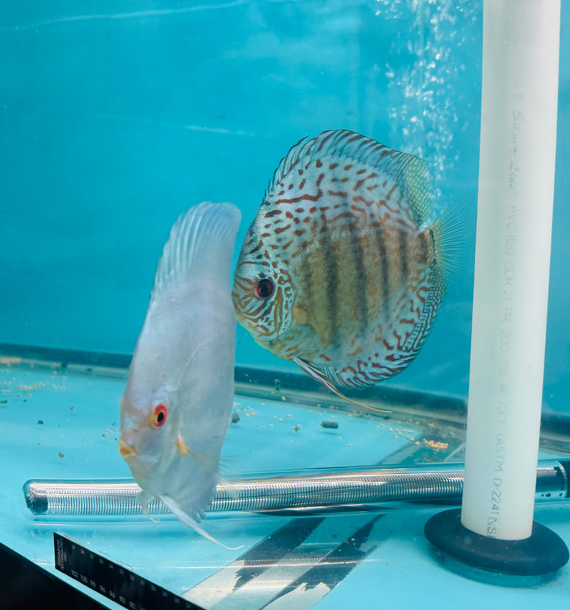 Blue Diamond X Blue Carnation Discus Potential Pair