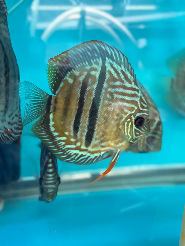 Ica Heckel Cross Discus