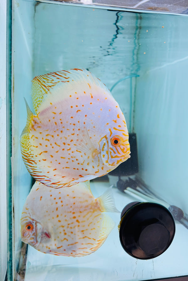 White Rose Discus Potential Pair