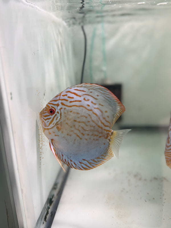 Royal Blue Discus Potential Pair