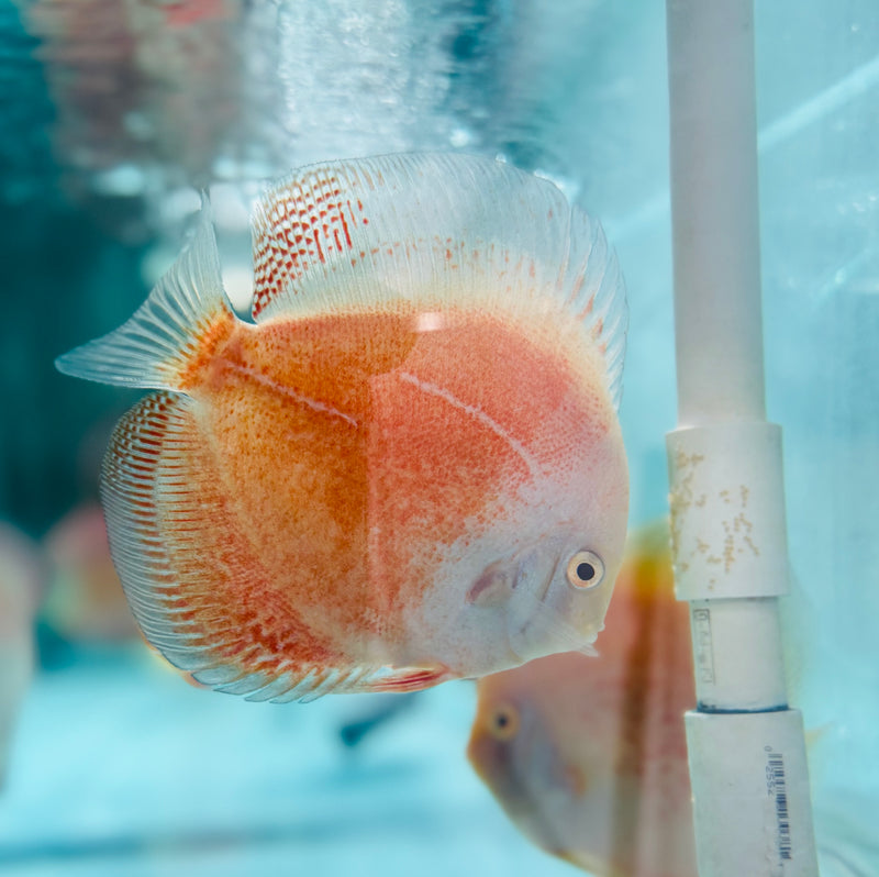 Snow Leopard Discus Potential Pair