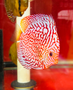 Tiger Carnation Discus