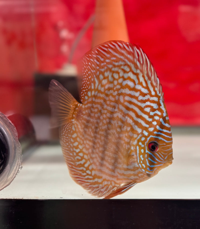 Altum Flora X Royal Blue Discus Potential Pair
