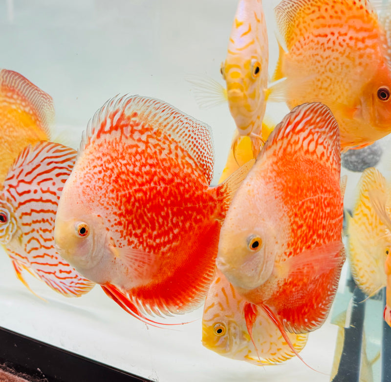 Snow Leopard Snakeskin Discus