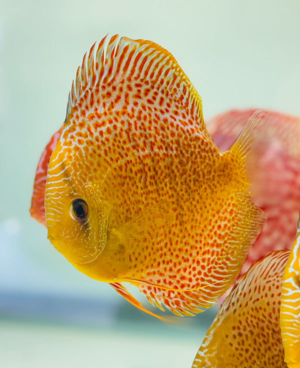 Spotted Green Tefe Snakeskin Discus