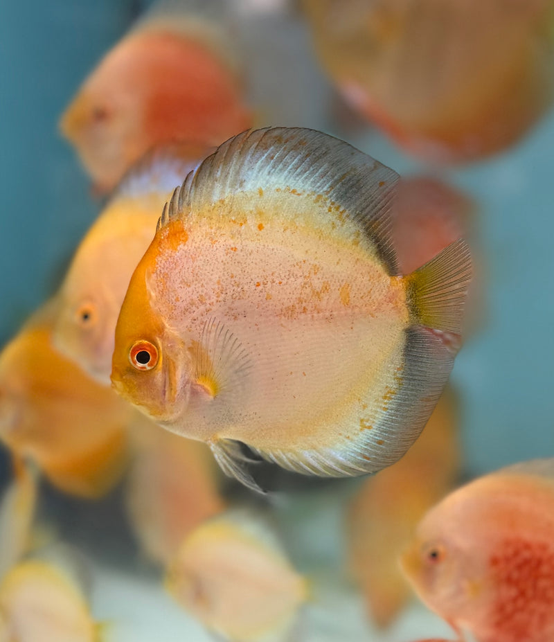 Golden Harmony Calico Discus – Myrtle Beach Discus