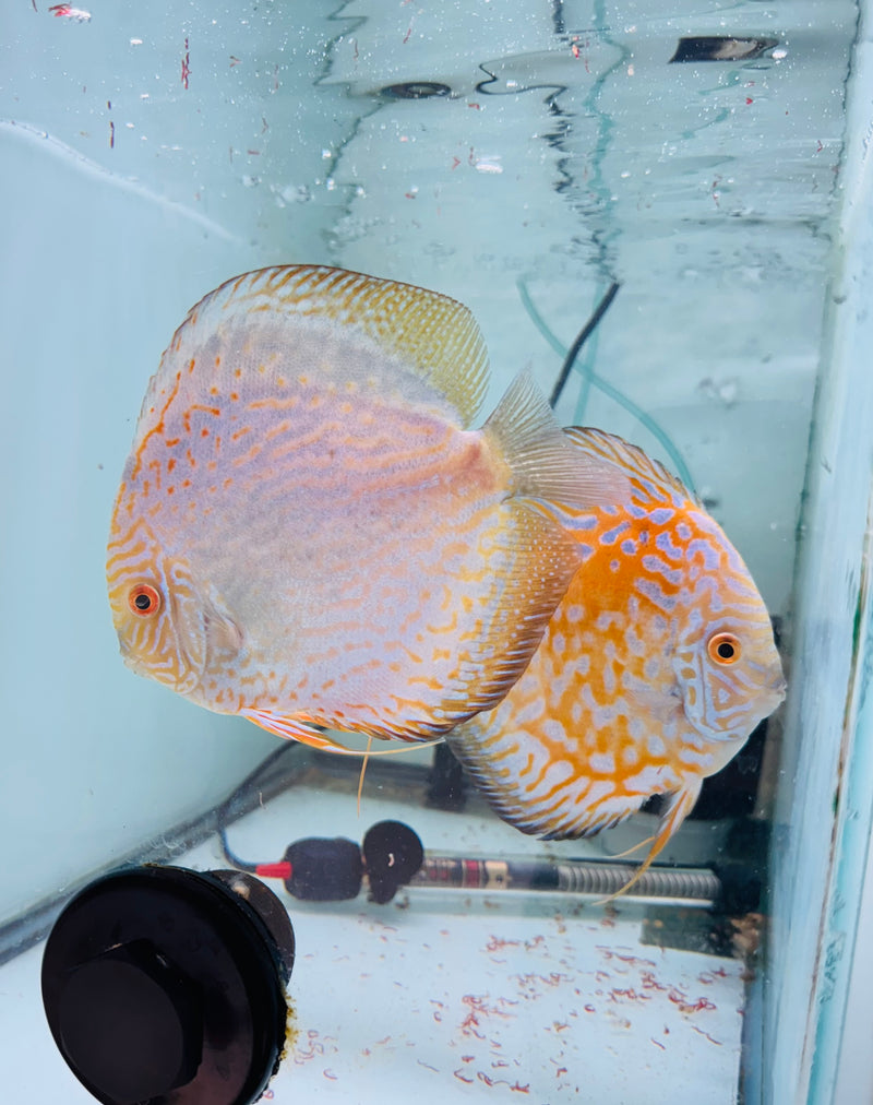 Yellow Panda X Striped Pigeon Discus Potential Pair