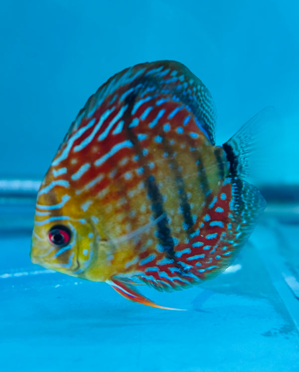 Paralenquer Discus