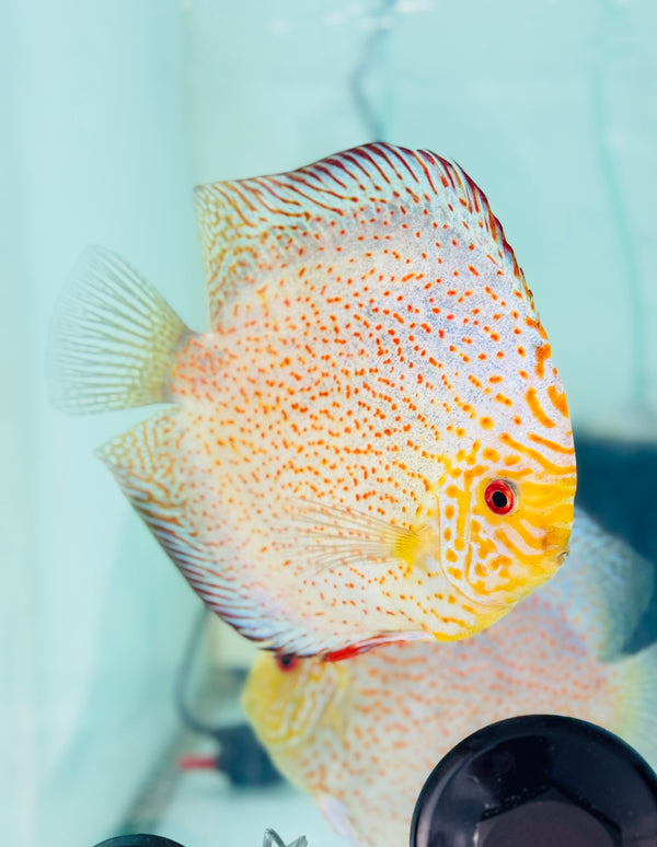 Spotted Pigeon X White Leopard Discus Potential Pair