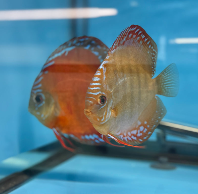 Red Curipera X Curipera Discus Potential Pair