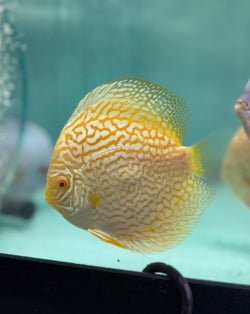 Albino Royal Turquoise Discus