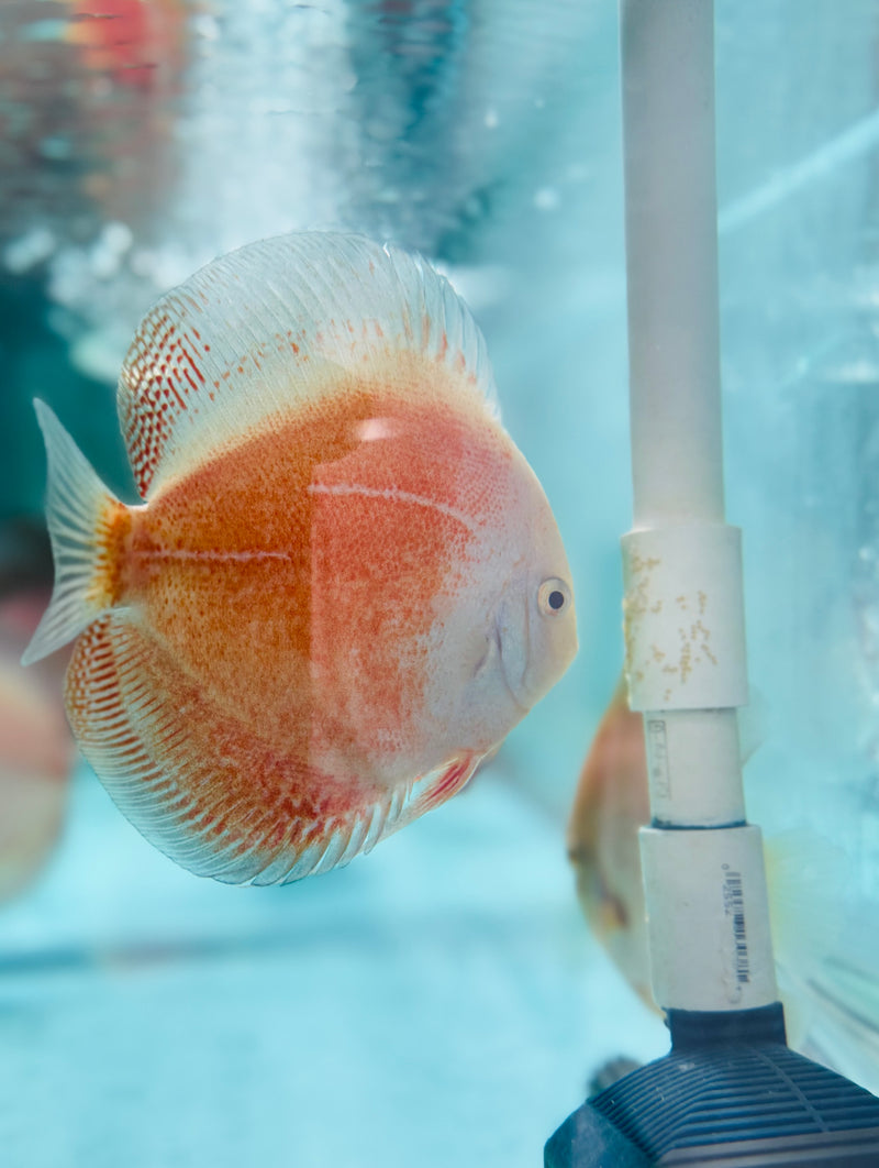 Snow Leopard Discus Potential Pair