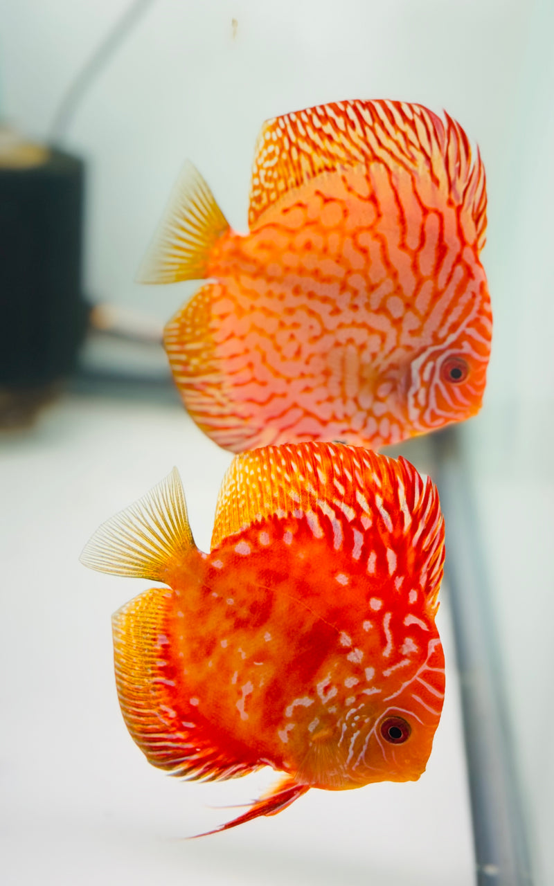 Red Rafflesia X Tiger Carnation Discus Potential Pair