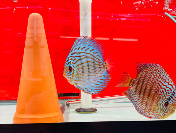 Majestic Red Star X Royal Blue Discus Potential Pair