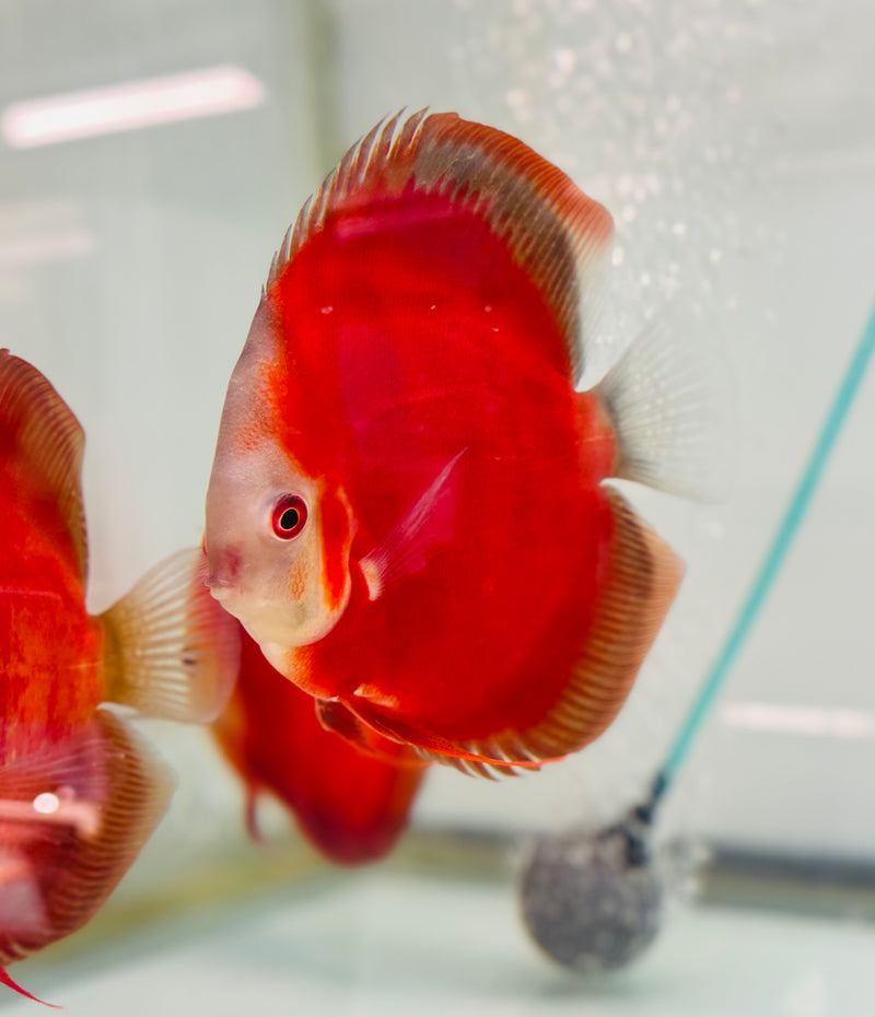 Red Mercury Discus