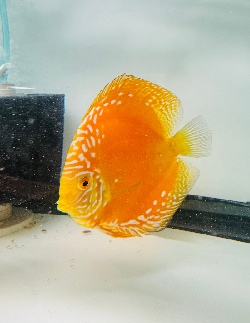 Yellow Rafflesia Discus