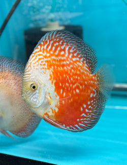 MoonStone Discus