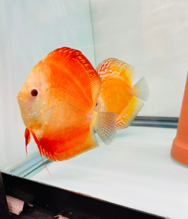 Red Scarlet X Golden Flower Discus Proven Pair