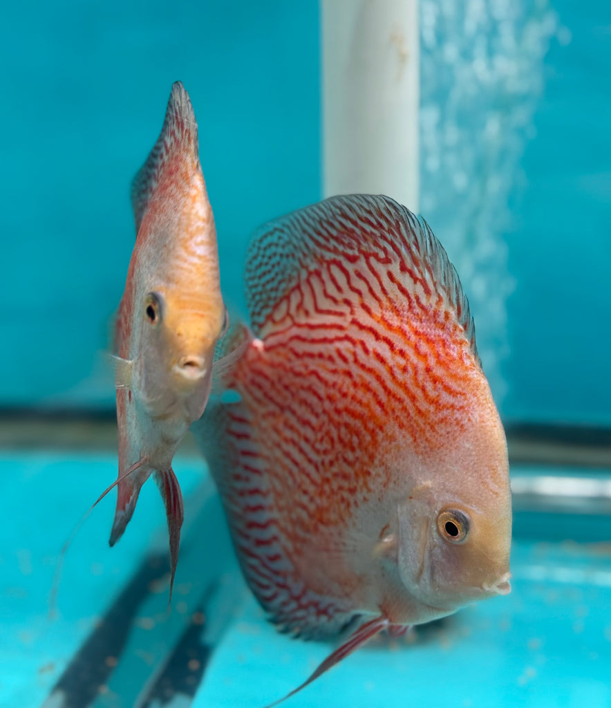 Snow Jaguar Discus Potential Pair