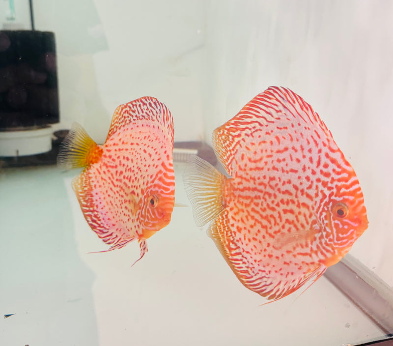 White Leopard Discus Potential Pair