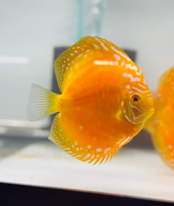 Yellow Rafflesia Discus
