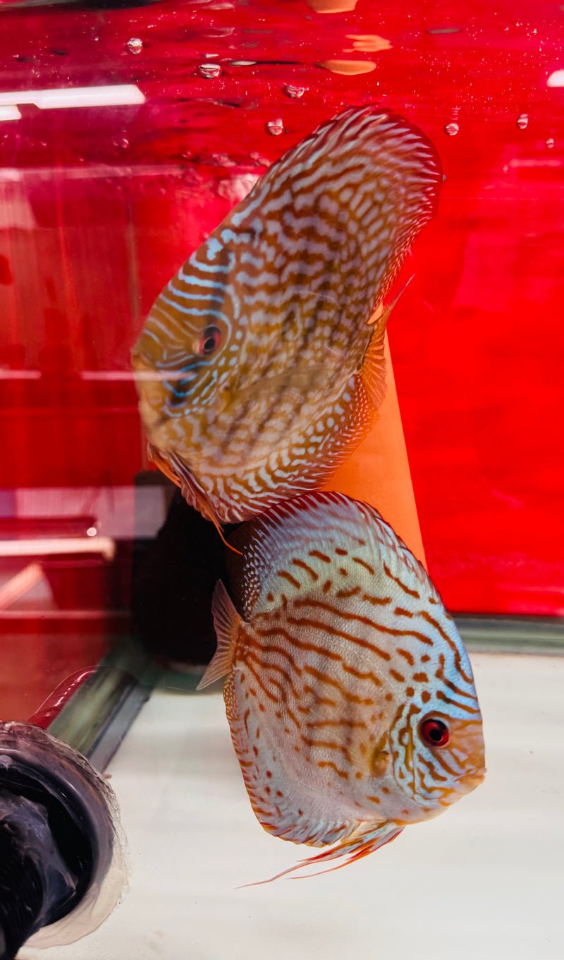 Altum Flora X Royal Blue Discus Potential Pair