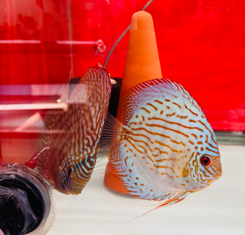 Altum Flora X Royal Blue Discus Potential Pair