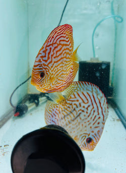 Altum Flora X Blue Tiger Discus Potential Pair