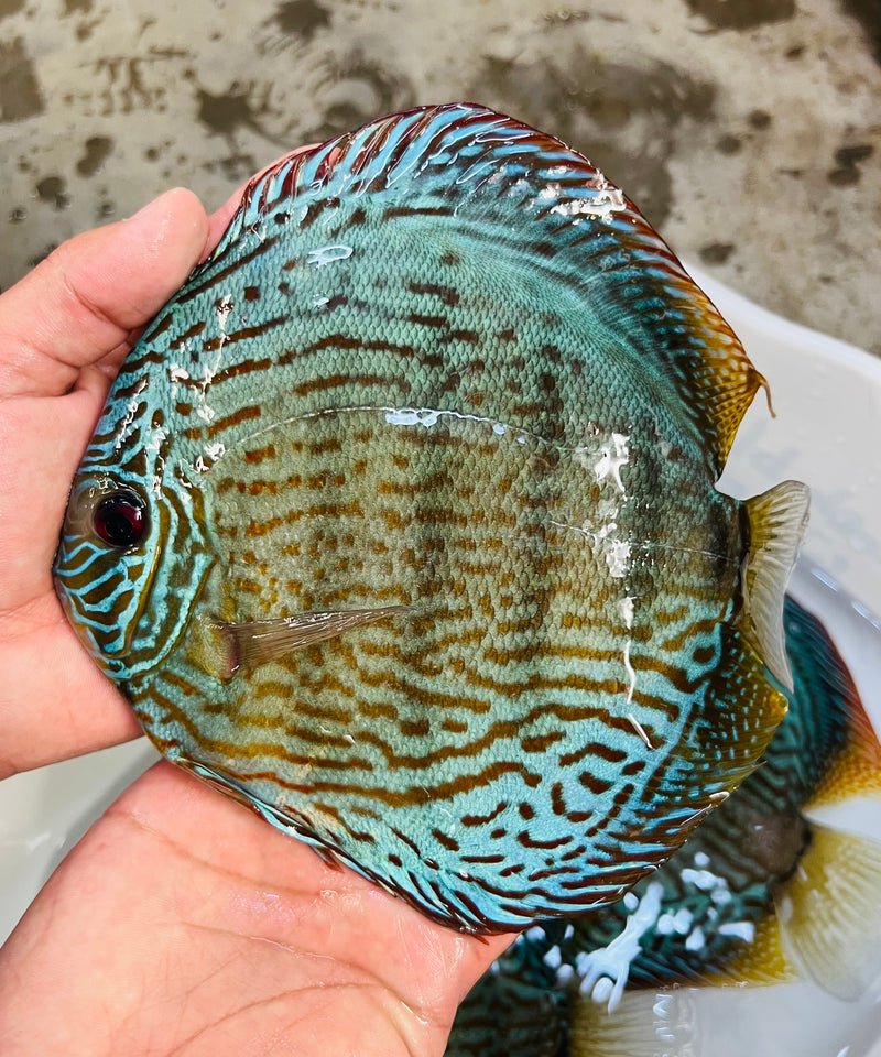 Brilliant Green Discus(TonyTan/IP Discus)