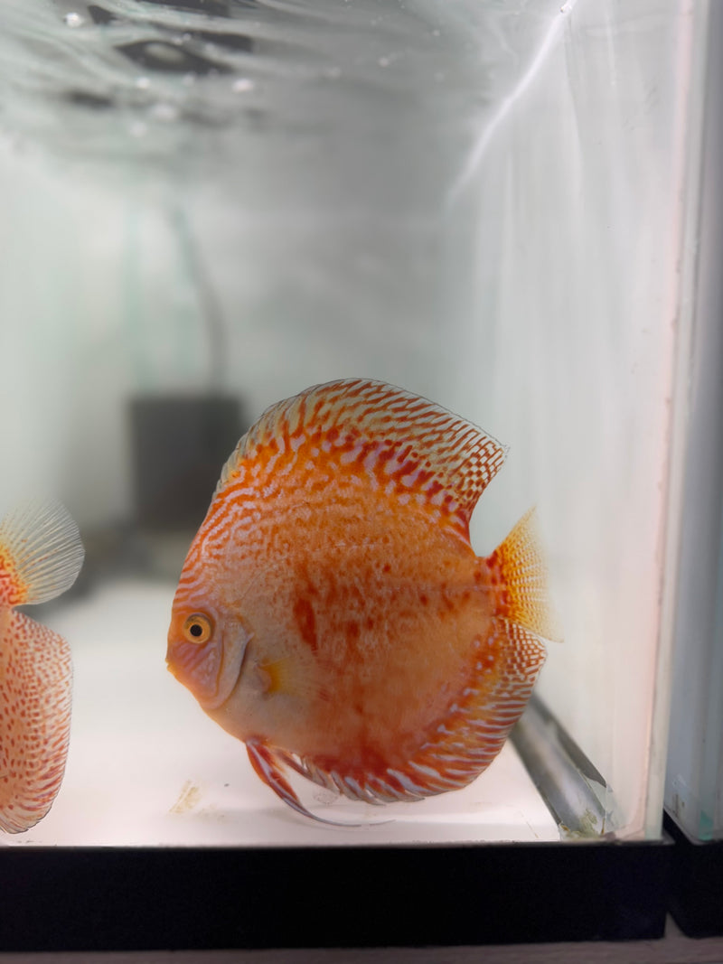 Moonstone X Snow Panthera Discus Proven Pair