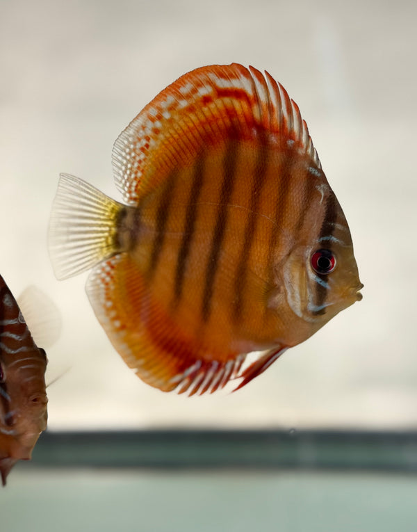 Ica Red Wild Cross w/Heckel Gene Discus