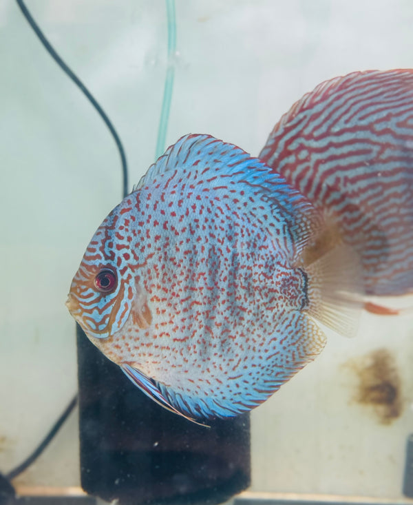 King Viper X Red Turquoise Discus Potential Pair