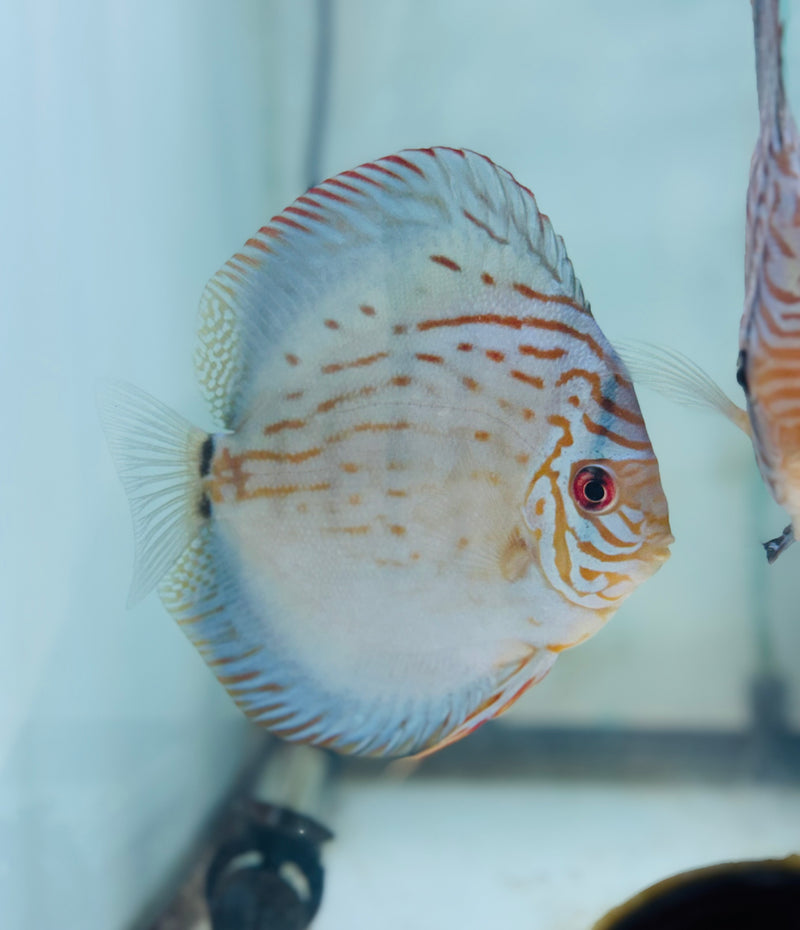 Royal Blue X Royal Flora Discus Potential Pair