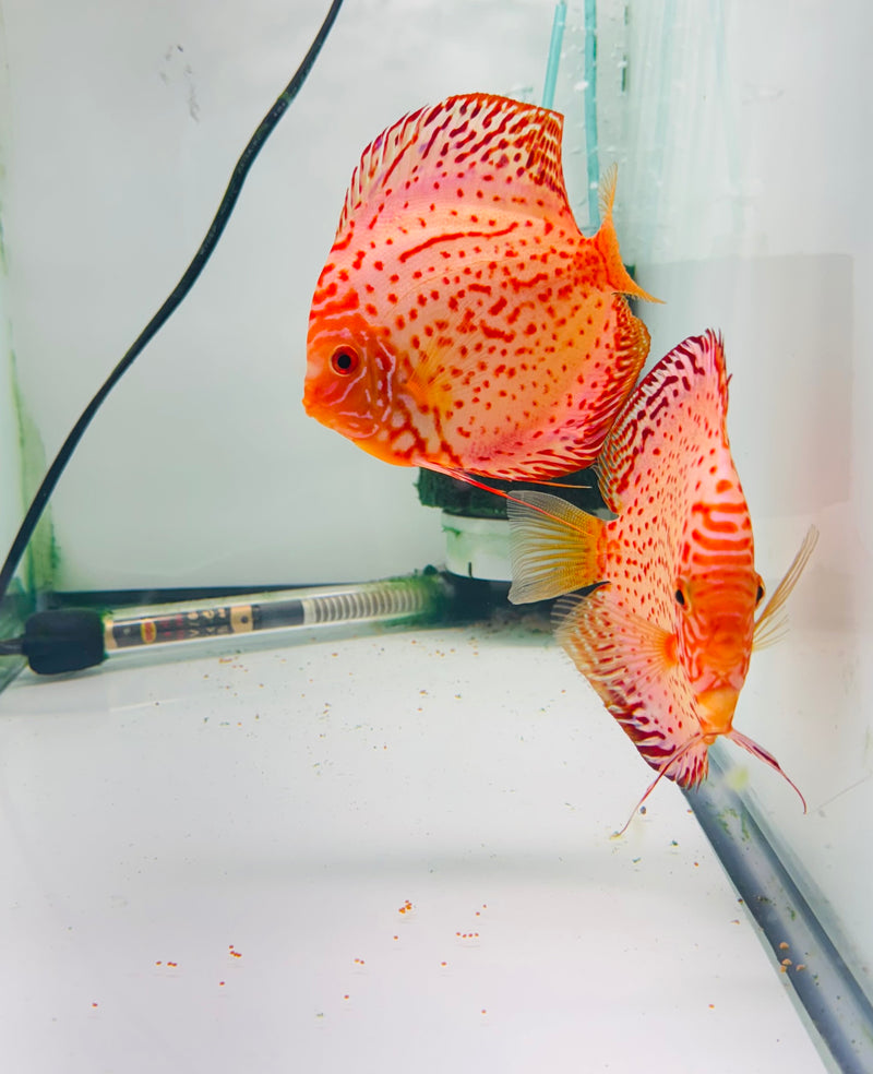 White Leopard Discus Potential Pair