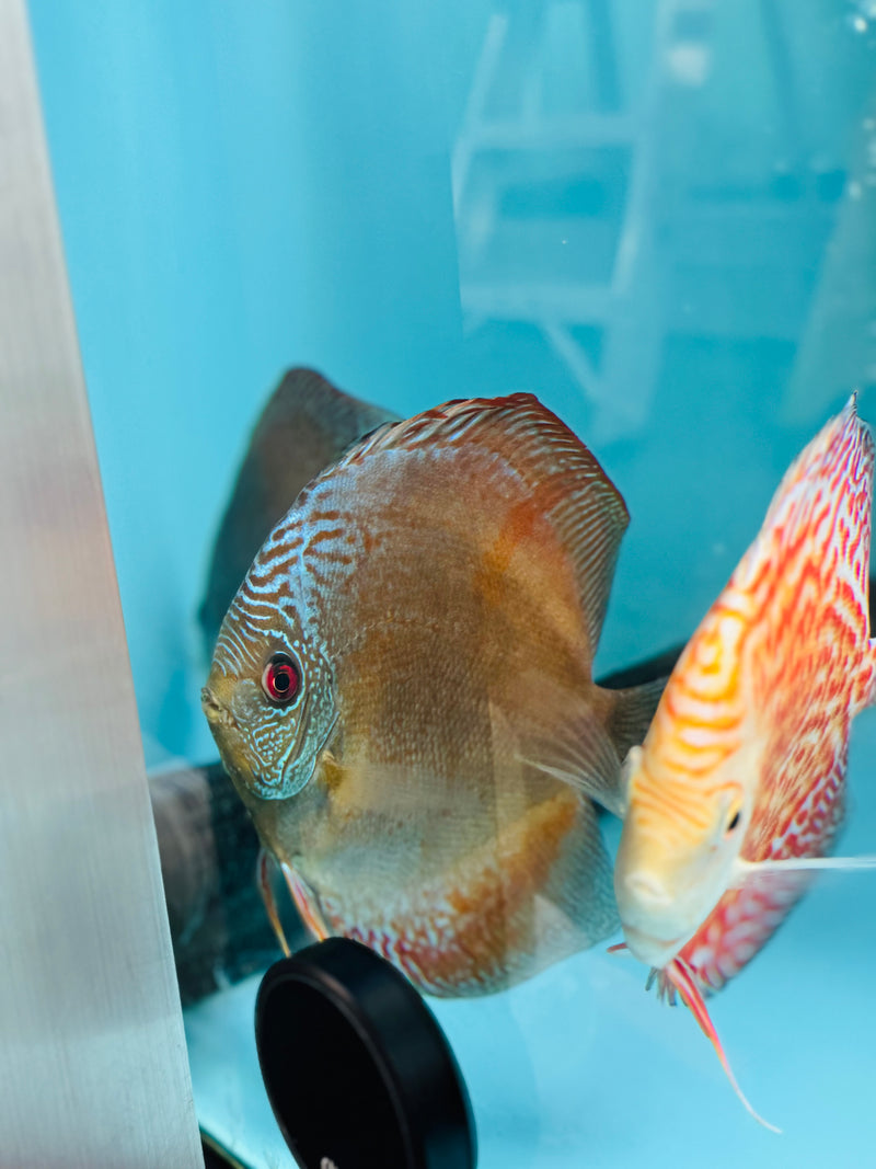 Laguna Green Wild Cross Discus