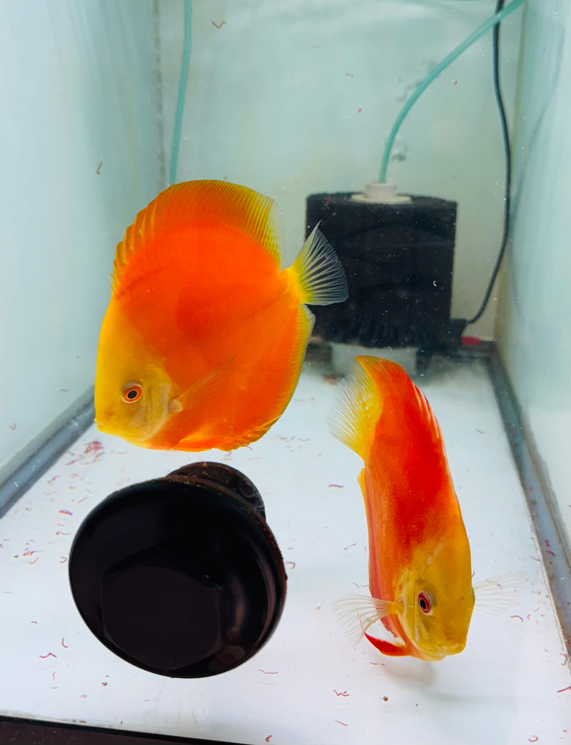 Red Golden Diamond X Golden Knight Discus Potential Pair