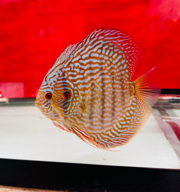 Altum Flora X Royal Blue Discus Potential Pair