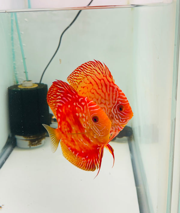 Red Rafflesia X Tiger Carnation Discus Potential Pair