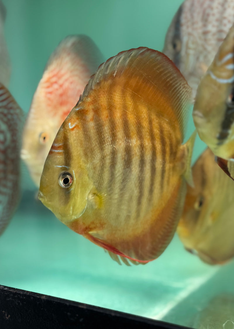 Wild Red Cross Discus