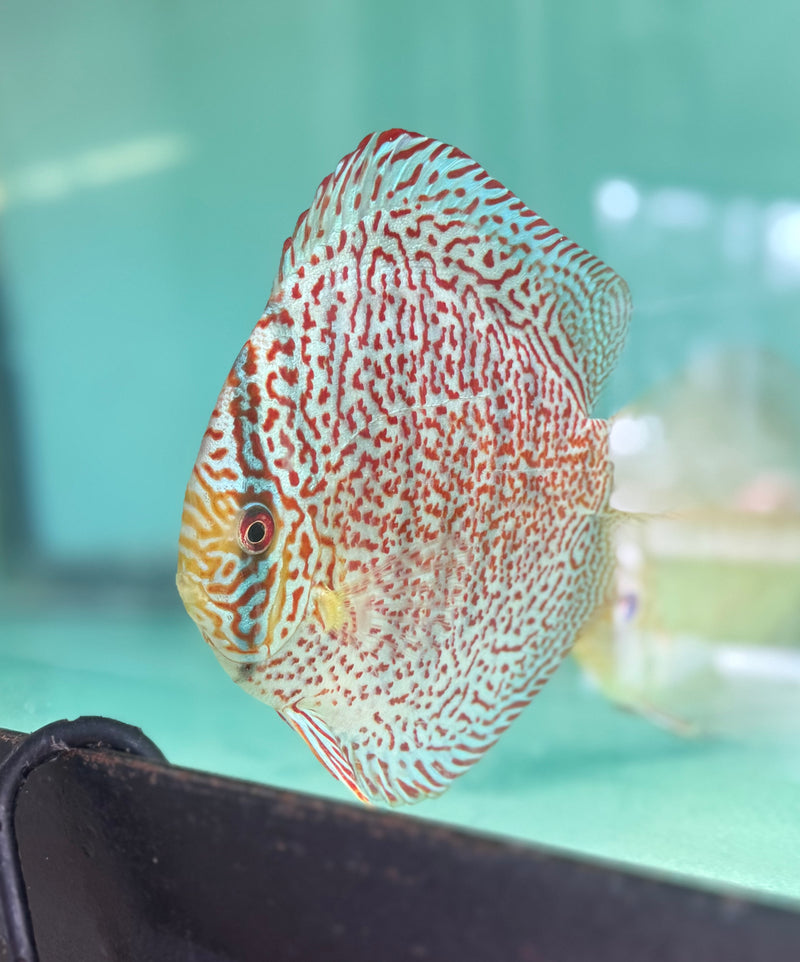 Panthera Discus