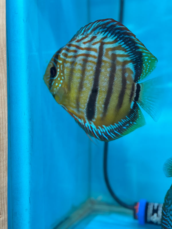 Blue Moon Heckel X Ica Heckel Discus Potential Pair