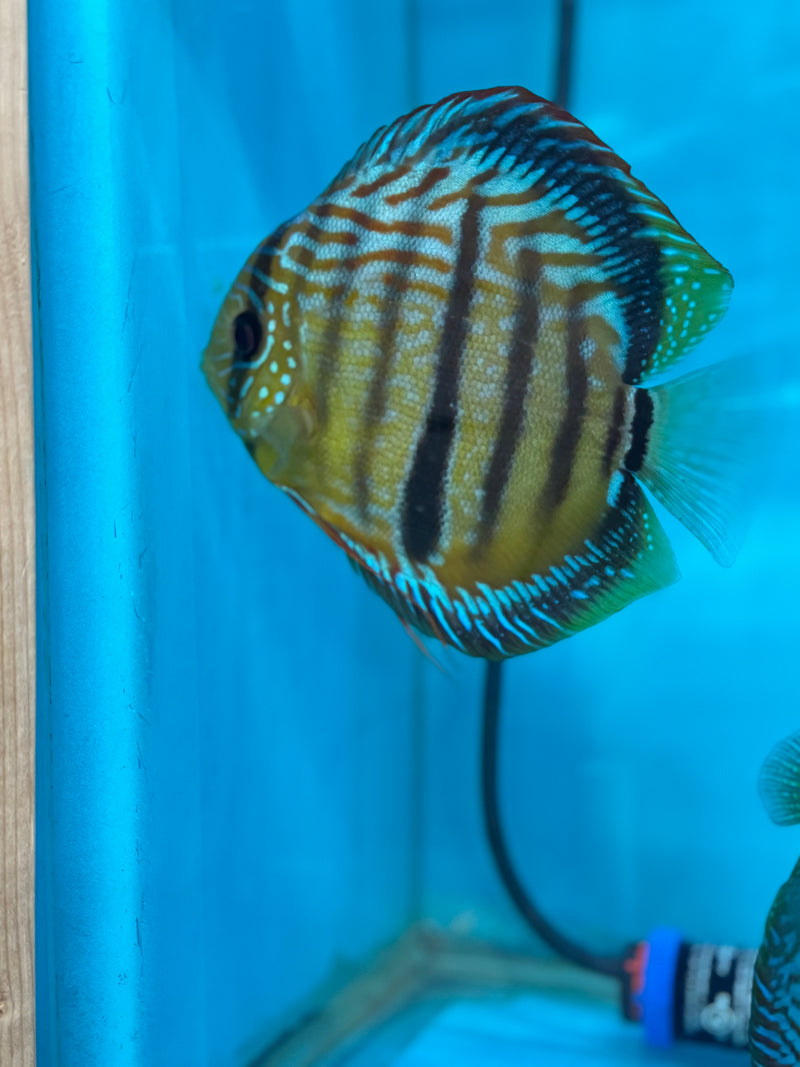 Blue Moon Heckel X Ica Heckel Discus Potential Pair