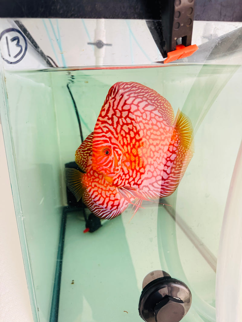 Blood Eagle Discus Potential Pair