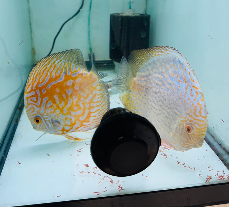 Yellow Panda X Striped Pigeon Discus Potential Pair