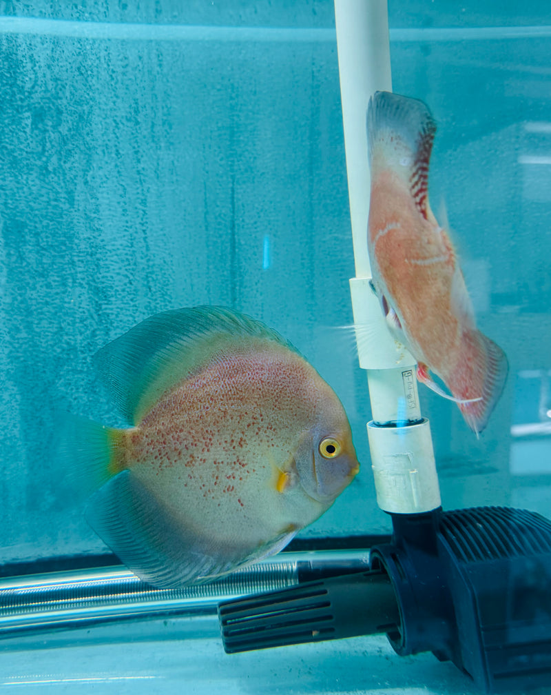 Snow Leopard Discus Potential Pair