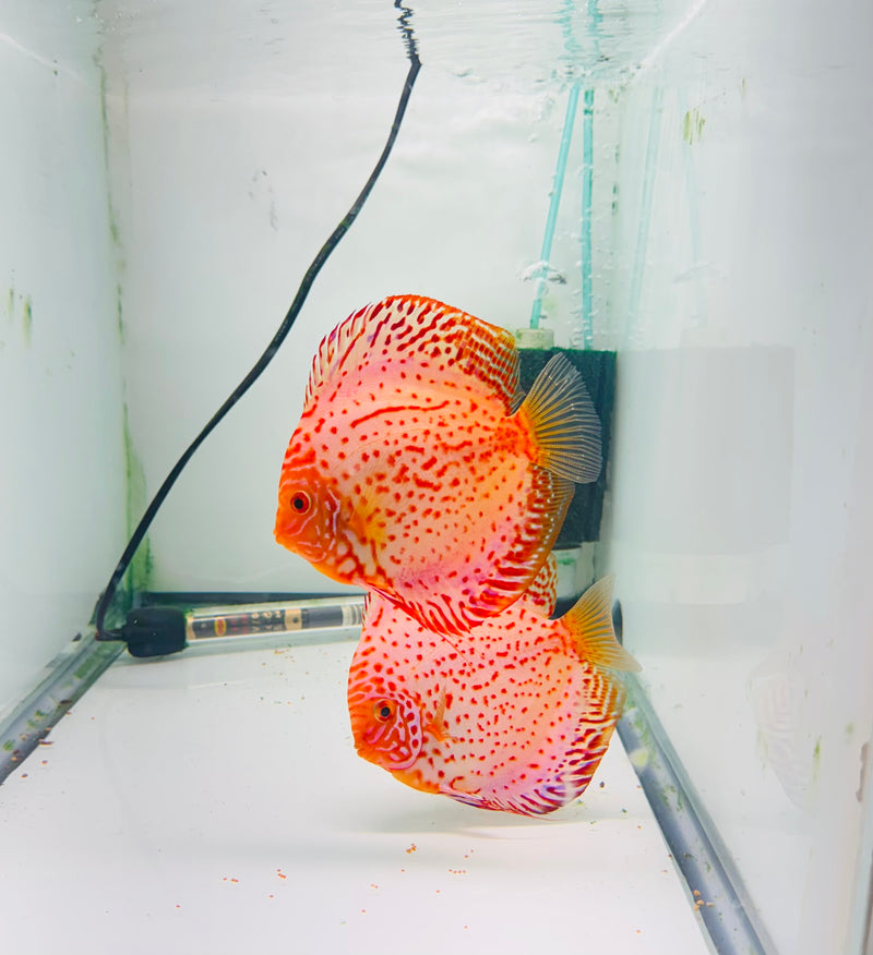 White Leopard Discus Potential Pair