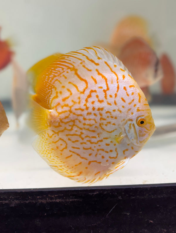 Golden Tiger Discus