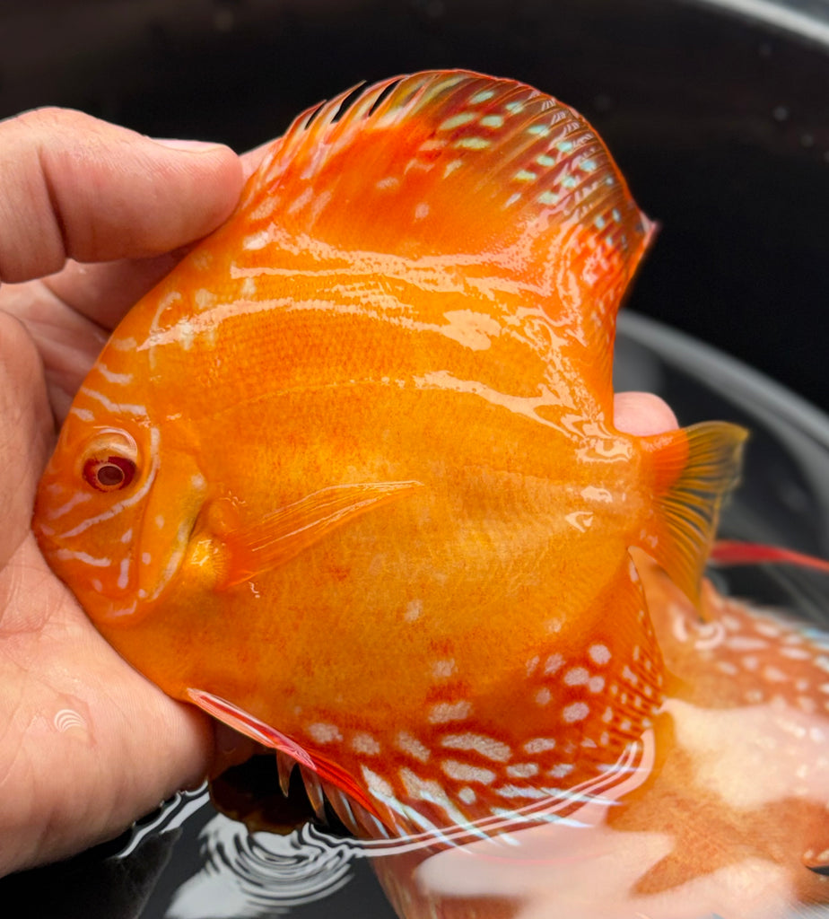 Albino Alenquer Discus